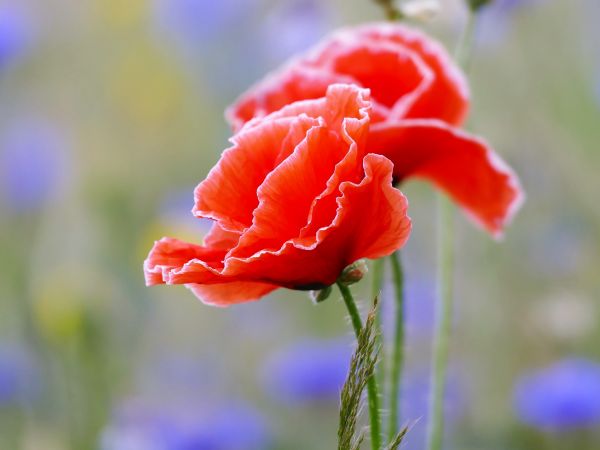 natur, blomma, växt, blomma, kronblad, blomma