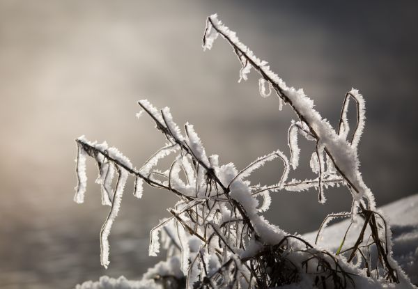 arbre, la nature, herbe, branche, neige, hiver