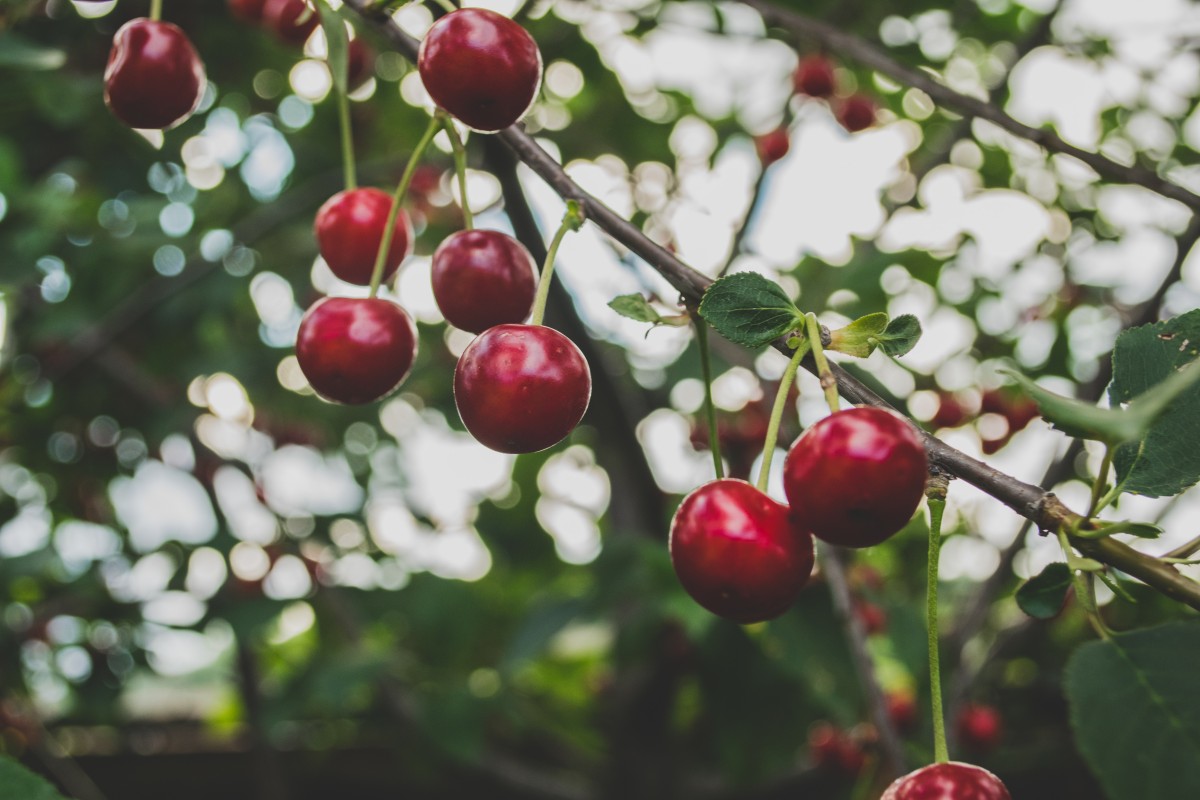 Baum, Ast, blühen, Pflanze, Frucht, Beere, Blume, Lebensmittel, rot, produzieren, Flora, Strauch, Obstbaum, Kirsche, Hagebutte, blühende Pflanze, Rose Familie, Acerola, Malpighia, Landanlage