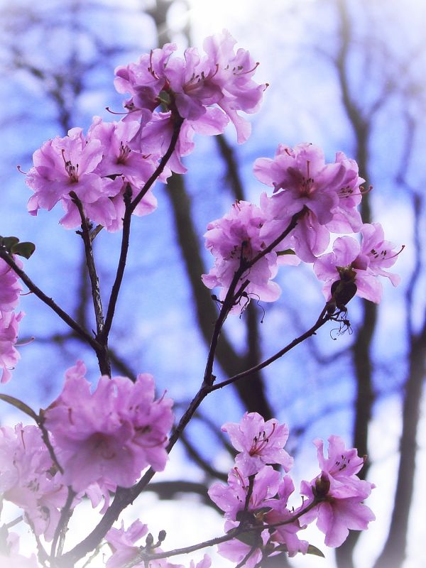 nature, branch, blossom, plant, sun, sky