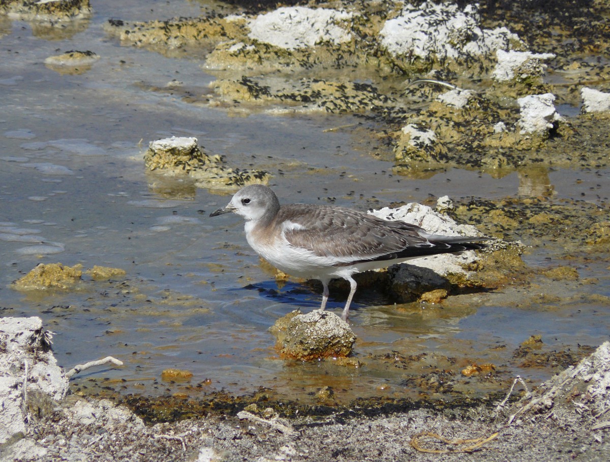 tenger, víz, madár, tengeri madár, vadvilág, visszaverődés, sirály, fauna, vizes, joycecory, monolake, shorebird, sabinesgull, birdsofmonolake, alkaliflyofmonolake, lilealakúak