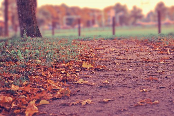 landscape,tree,nature,grass,plant,path