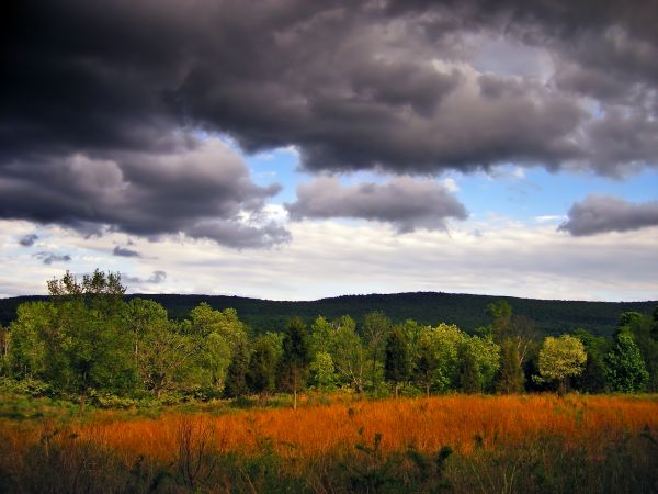 krajina, strom, Příroda, tráva, horizont, hora