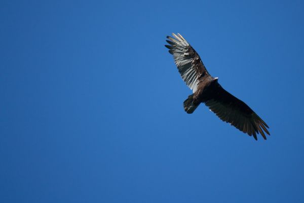 natuur, vogel, vleugel, vliegend, wildlife, wild