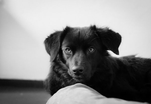 blanc,chiot,chien,animal,animal de compagnie,noir et blanc