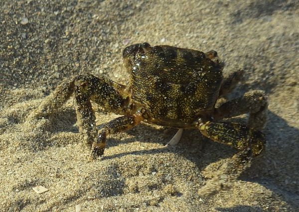 hav, natur, sand, vilda djur och växter, mat, biologi