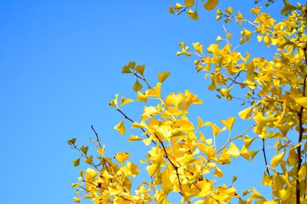 paesaggio,albero,ramo,fiorire,pianta,cielo