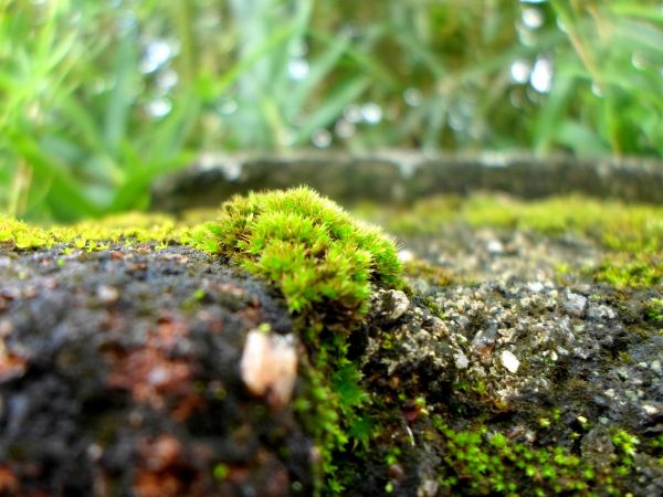 bosque, planta, árbol, naturaleza, césped, rama