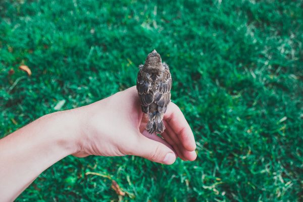 arbre,la nature,herbe,oiseau,main,plante