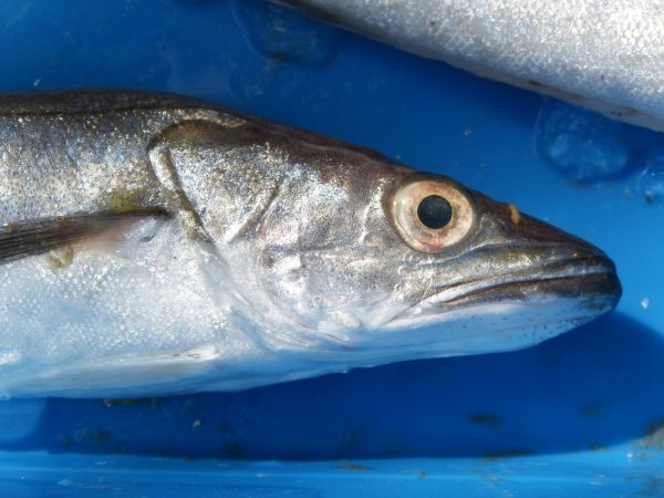 poisson,basse,vertébré,Chasse-lait,truite,la morue