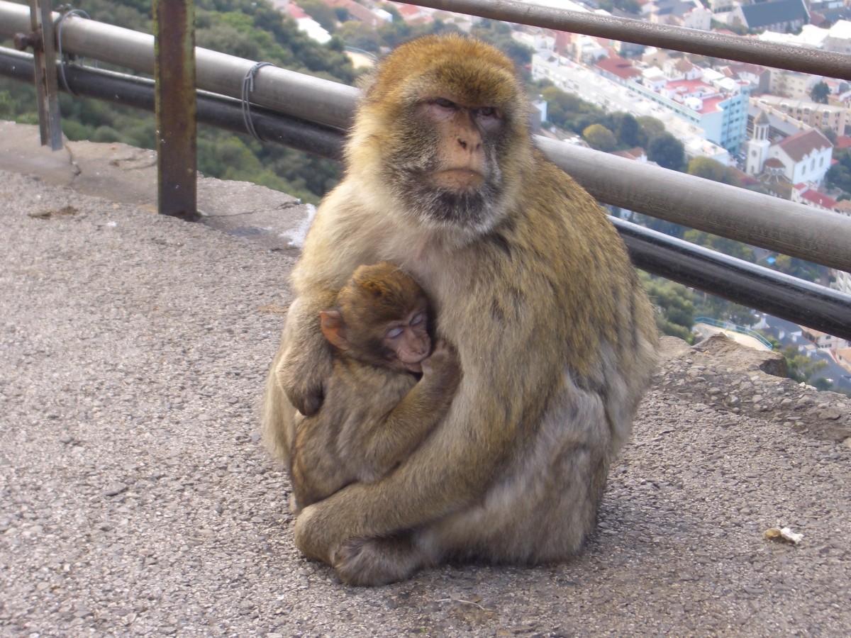 Europa, zoo, mammifero, fauna, primate, Gibilterra, scimmia, animali, vertebrato, macaco, vecchia scimmia mondo, gruppo razza del cane, macaco giapponese