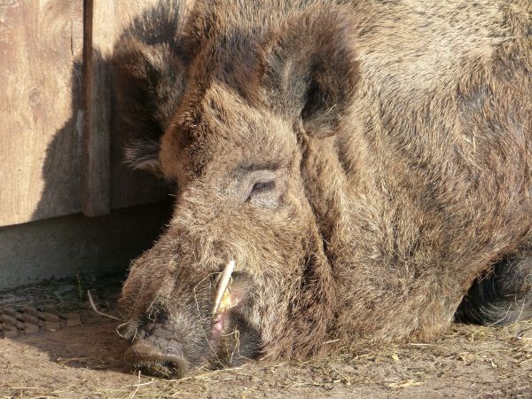 animais selvagens,selvagem,mamífero,fauna,javali,focinho