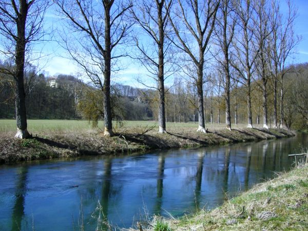 árbol,agua,lago,río,estanque,corriente