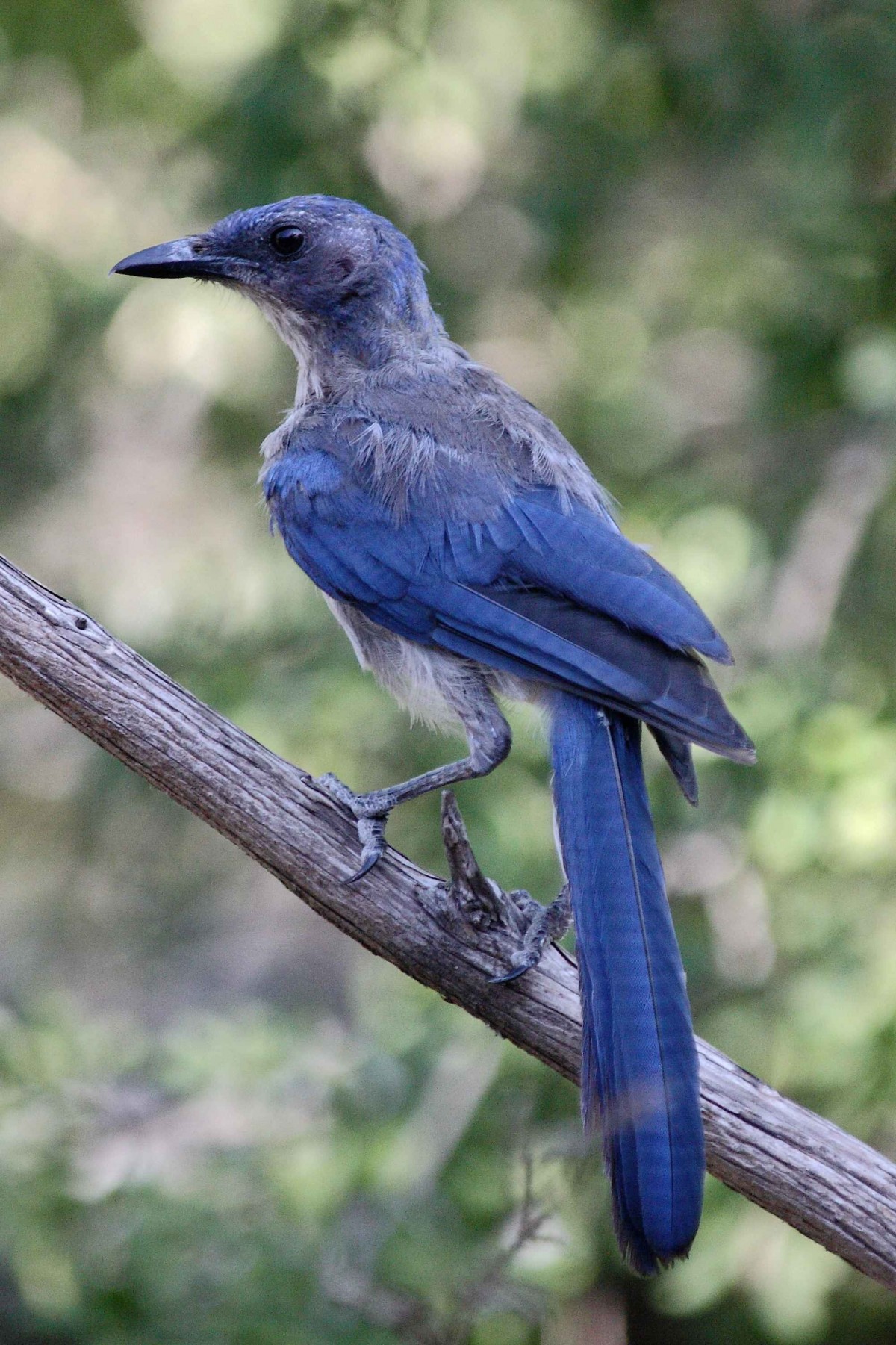 Natur, Ast, Vogel, Flügel, schrubben, Tierwelt, Schnabel, blau, Fauna, Vögel, Jay, Blauer jay, Tiere, Wirbeltier, Western, Californica, Rolle, Drossel, Coraciiformes, Hockende vogel, Krähte wie vogel, Grüner jay, Aphelocoma