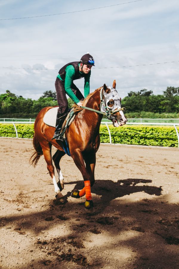 caballo, jockey, rienda, Deportes de animales, Caballo como mamífero, las carreras de caballos