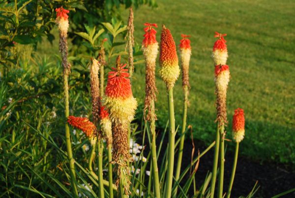 anlegg,prærie,blomst,botanikk,sommer,jordbruk