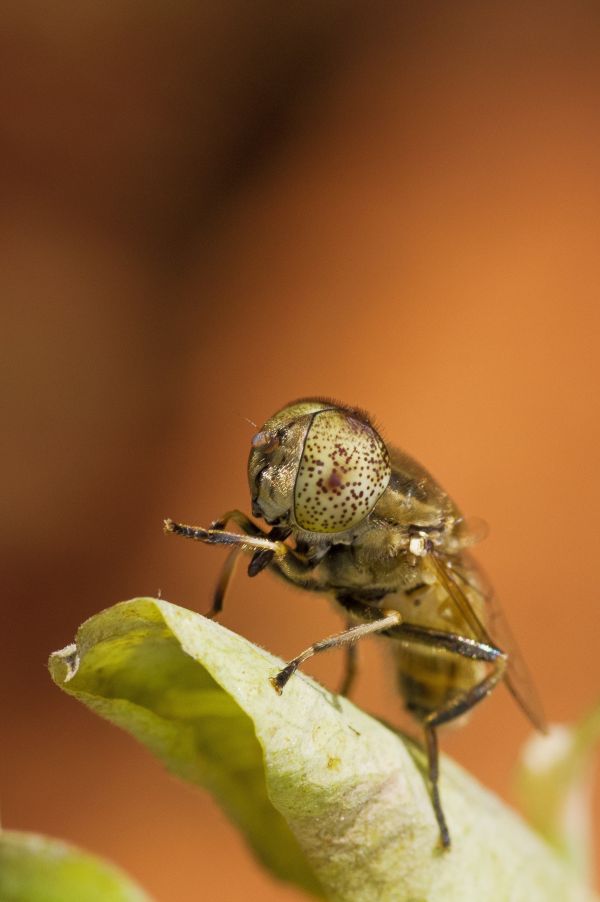 Natur,Fotografie,Blume,Tier,isoliert,Fliege