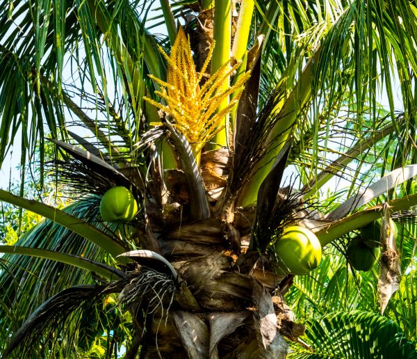 arbre, plante, fruit, fleur, aliments, vert