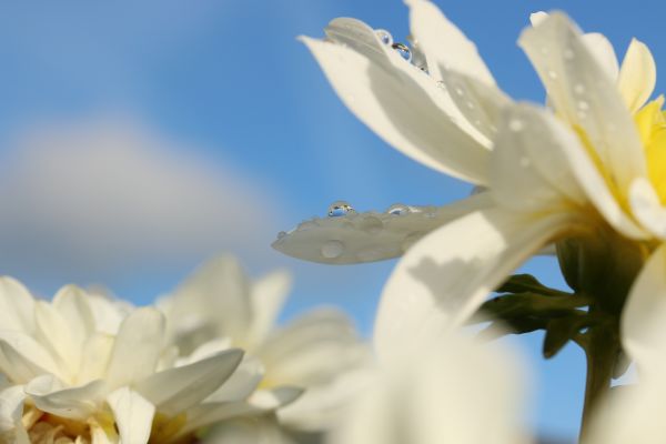 Natur, blühen, Pflanze, Weiß, Fotografie, Sonnenlicht