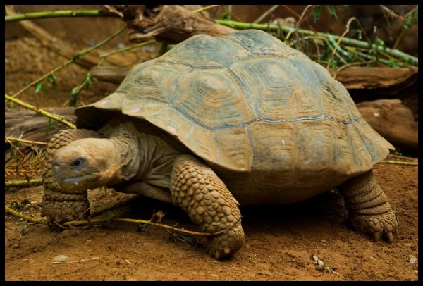 wildlife,zoo,fauna,chester,turtle,reptile