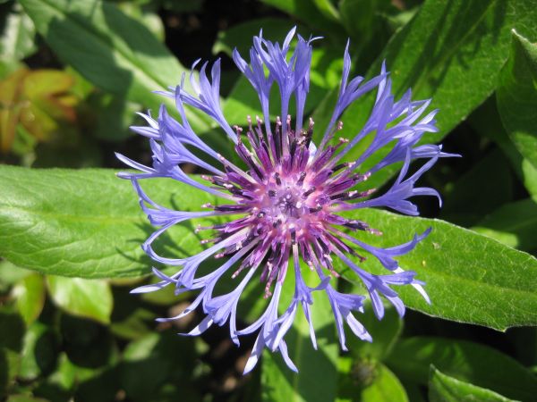 nature,blossom,plant,flower,summer,herb