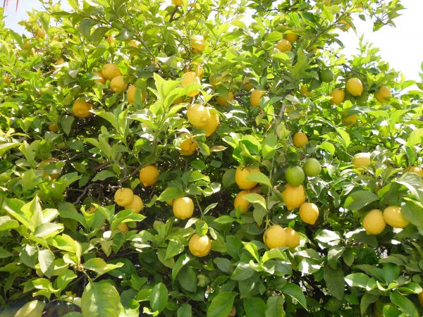 Baum,Natur,Pflanze,Frucht,Blume,Lebensmittel