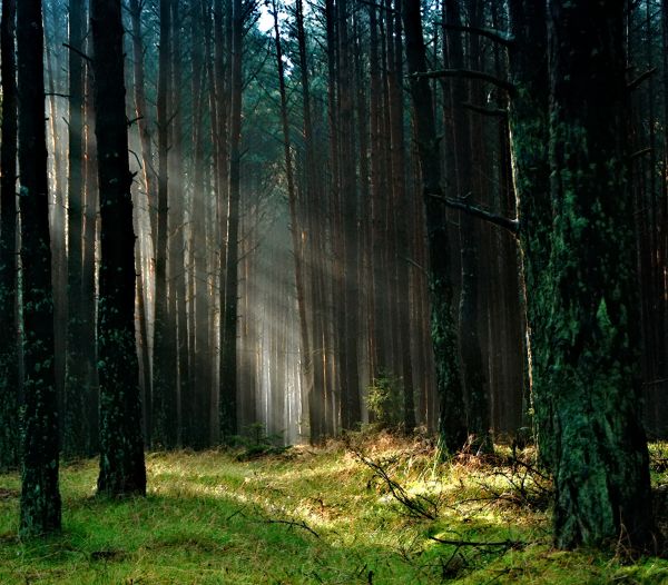 copac, natură, pădure, pustie, ramură, iarbă