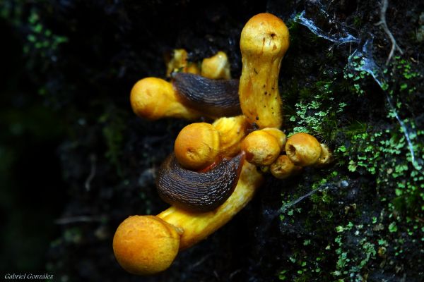 natuur, Bos, foto, macro, produceren, biologie