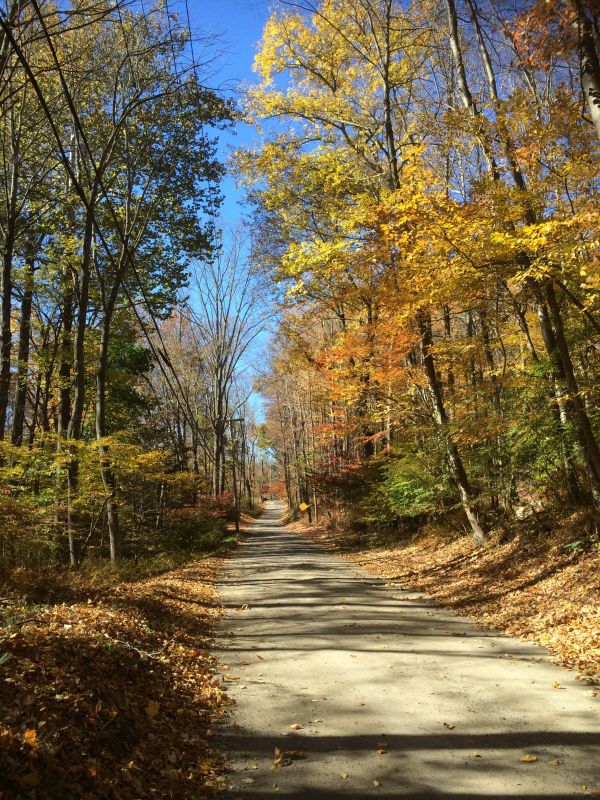 landscape, tree, nature, forest, path, pathway