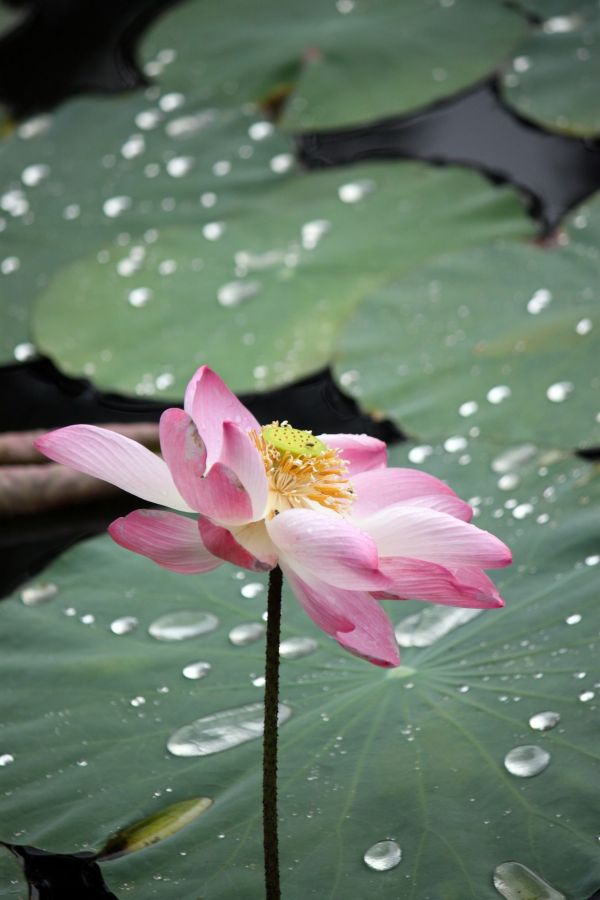 natur, blomma, växt, blad, vatten, dagg