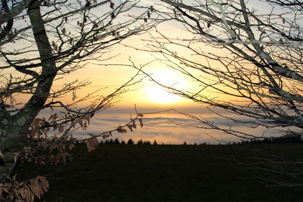 paesaggio, albero, natura, ramo, nube, pianta