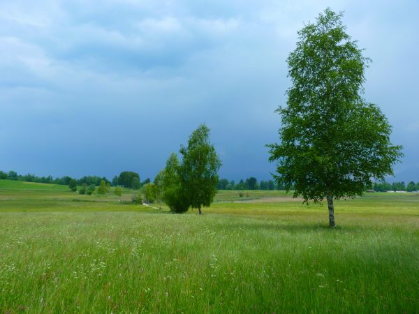 дърво, природа, трева, структура, пейзаж, хоризонт