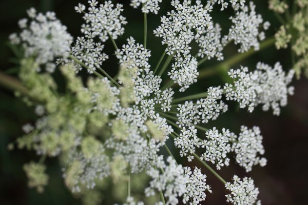 Ast,blühen,Pflanze,Blume,Frost,Frühling