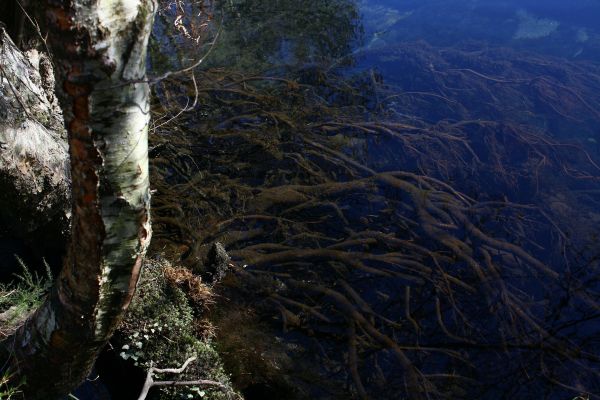 albero,acqua,foresta,natura selvaggia,costa,montagna