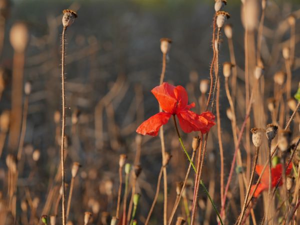 Natura,roślina,pole,łąka,liść,preria