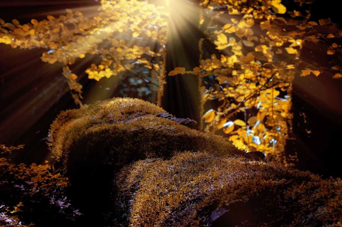 landschap, boom, natuur, Bos, licht, fabriek, nacht, zonlicht, blad, bloem, mos, reflectie, herfst, duisternis, dichtbij, verlichting, seizoen, bomen, kerst decoratie, herfstbos, macrofotografie