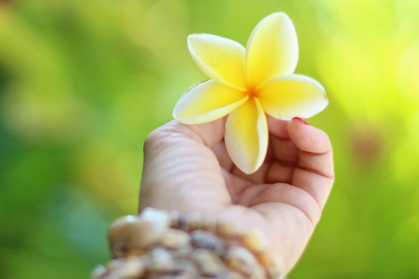 natureza, Flor, plantar, de praia, branco, fotografia