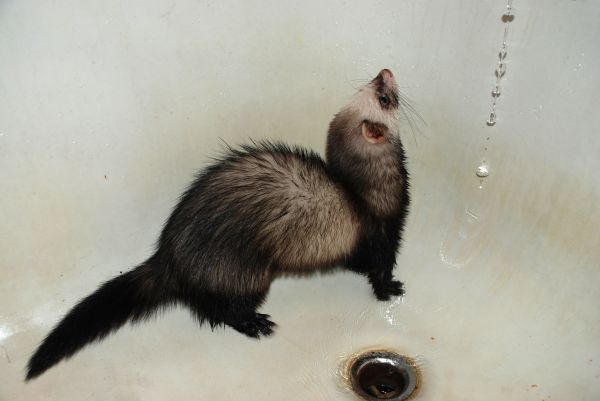 mammal,fauna,ferret,nikon,whiskers,cool image