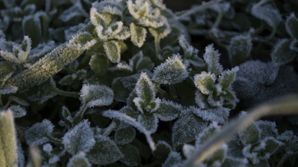 natur, utendørs, gren, anlegg, fotografering, snø