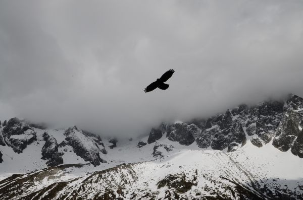 doğa, dağ, kar, kış, kuş, soğuk