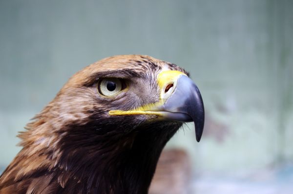 鳥,翼,野生動物,嘴,鷲,鷹