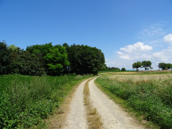 landscape, tree, nature, forest, grass, plant