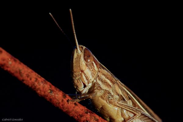 nature, wing, photography, insect, macro, photo