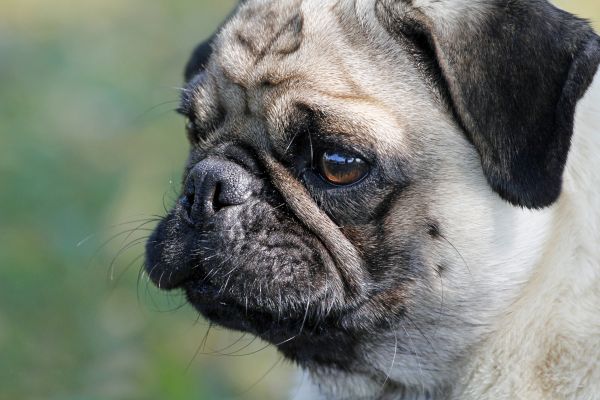 白,見る,子犬,犬,走る,可愛い