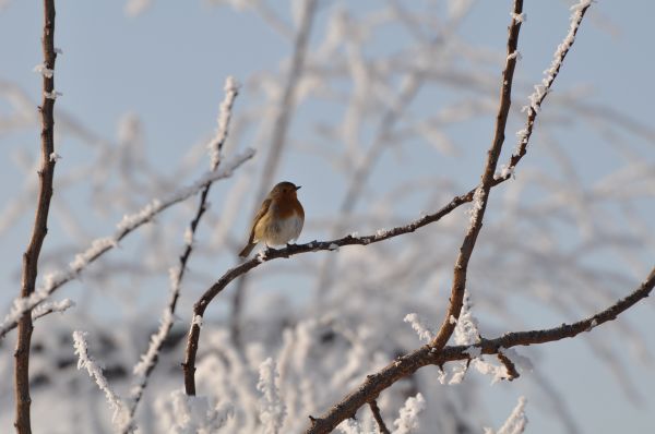 árvore, natureza, ramo, neve, frio, Flor