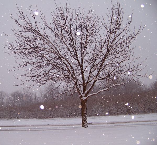 paysage, arbre, branche, neige, du froid, hiver