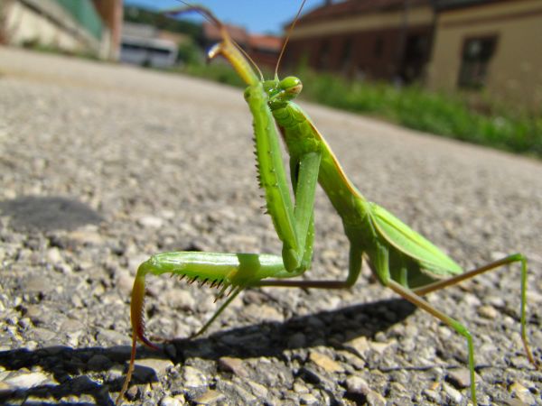 zviera,zelená,modlivka,hmyz,fauna,pouličné