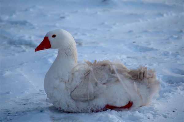 la nature, neige, hiver, oiseau, aile, blanc