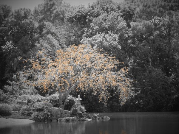 albero, natura, foresta, ramo, la neve, inverno