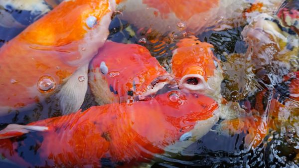 mar, agua, natureza, oceano, animal, animais selvagens